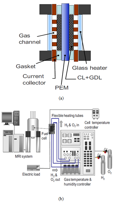 Water Transport Through The Membrane Of PEM Fuel Cell