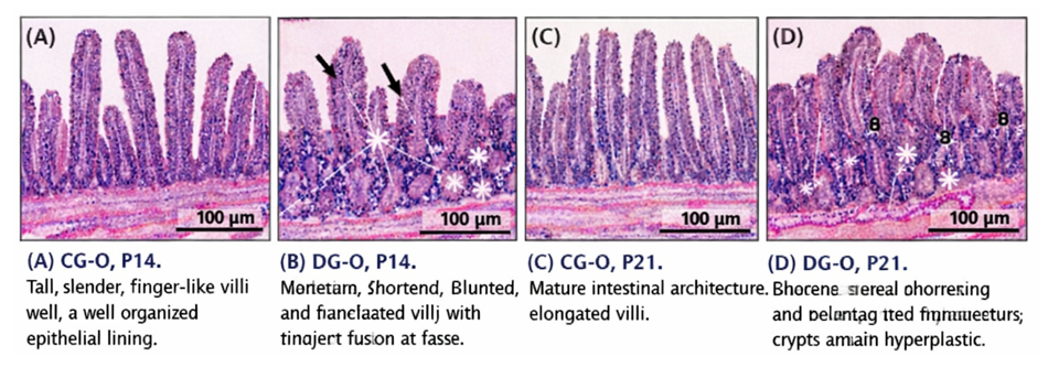 Morphological and Morphometric State of the Small Intestine in ...