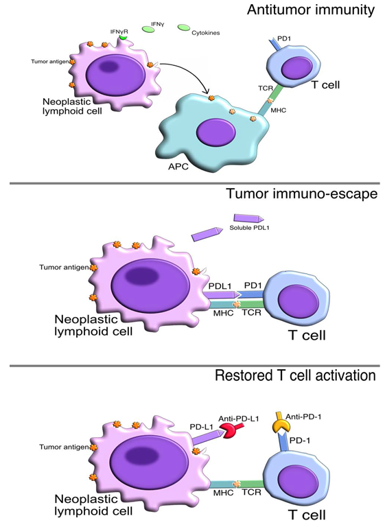 Immune Checkpoint Blockade Therapy For Cancer